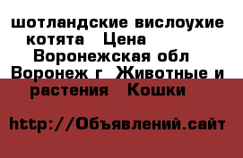 ,00шотландские вислоухие котята › Цена ­ 7 000 - Воронежская обл., Воронеж г. Животные и растения » Кошки   